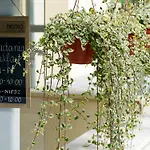 Aparthotel Paderewskiego 9 Aparth